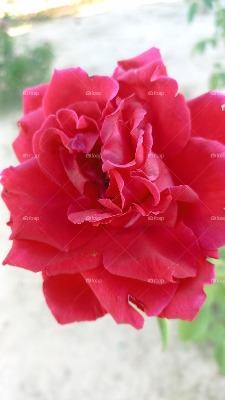 Red rose photographed in a farm garden