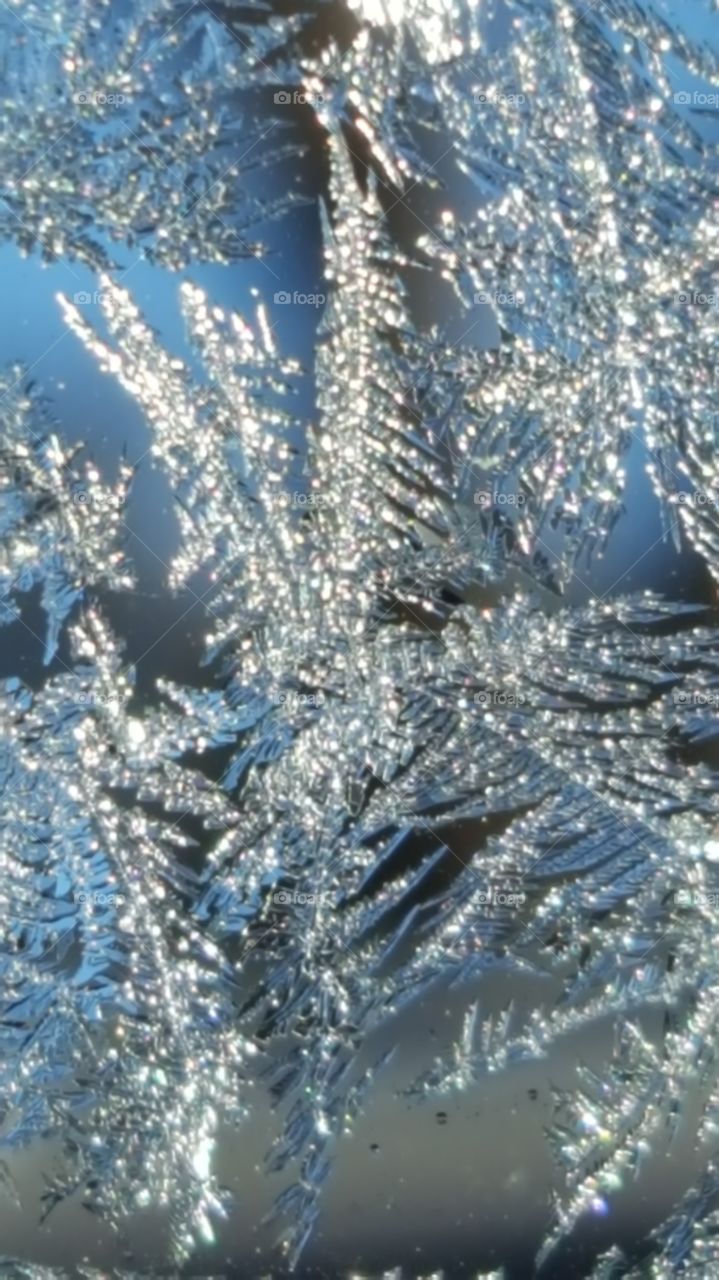Frost crystals appear as angel wings reflecting prisms of sunlight through them.