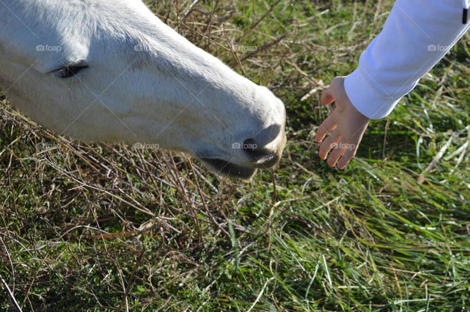 Walking on the field with my horse