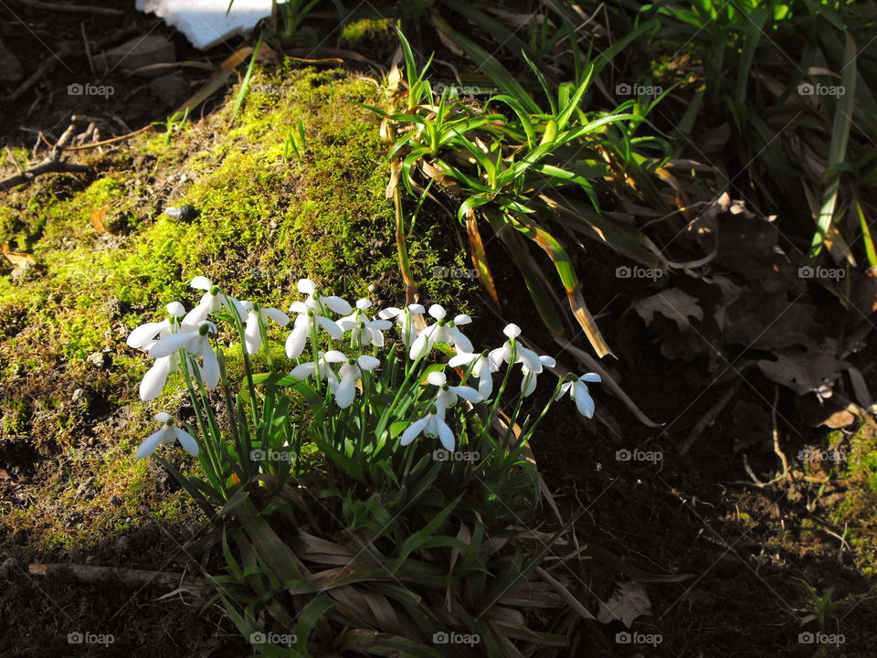 Snowdrops by tiver Hafren in the spring