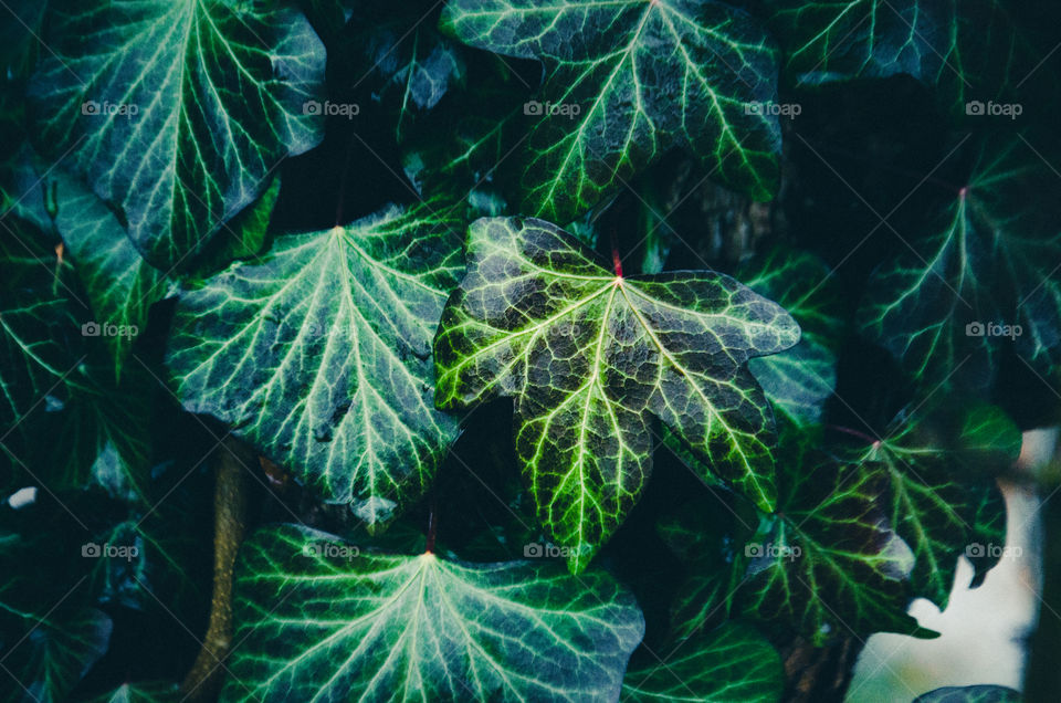 Close-up of plant leaves