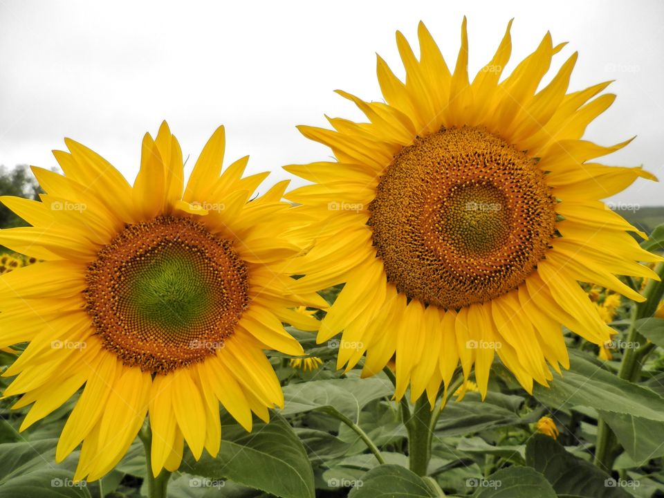 Sunflowers