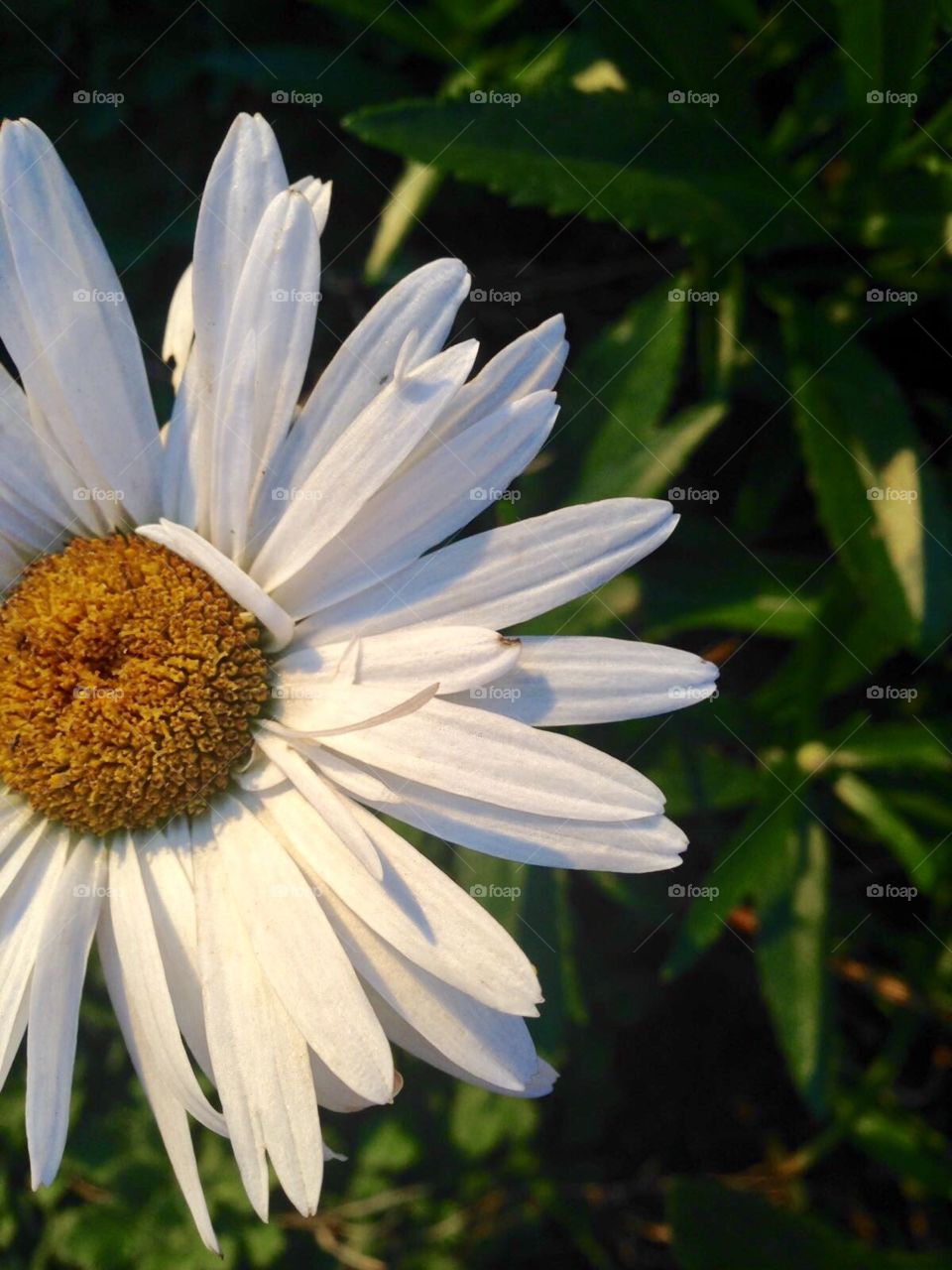 Summer flower and sunset light 