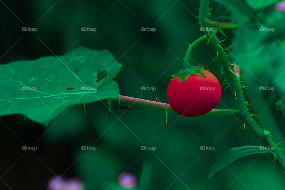 Solanum capsicoides, the cockroach berry, known as polohauai'i in Polynesia, is a flowering plant in the family Solanaceae