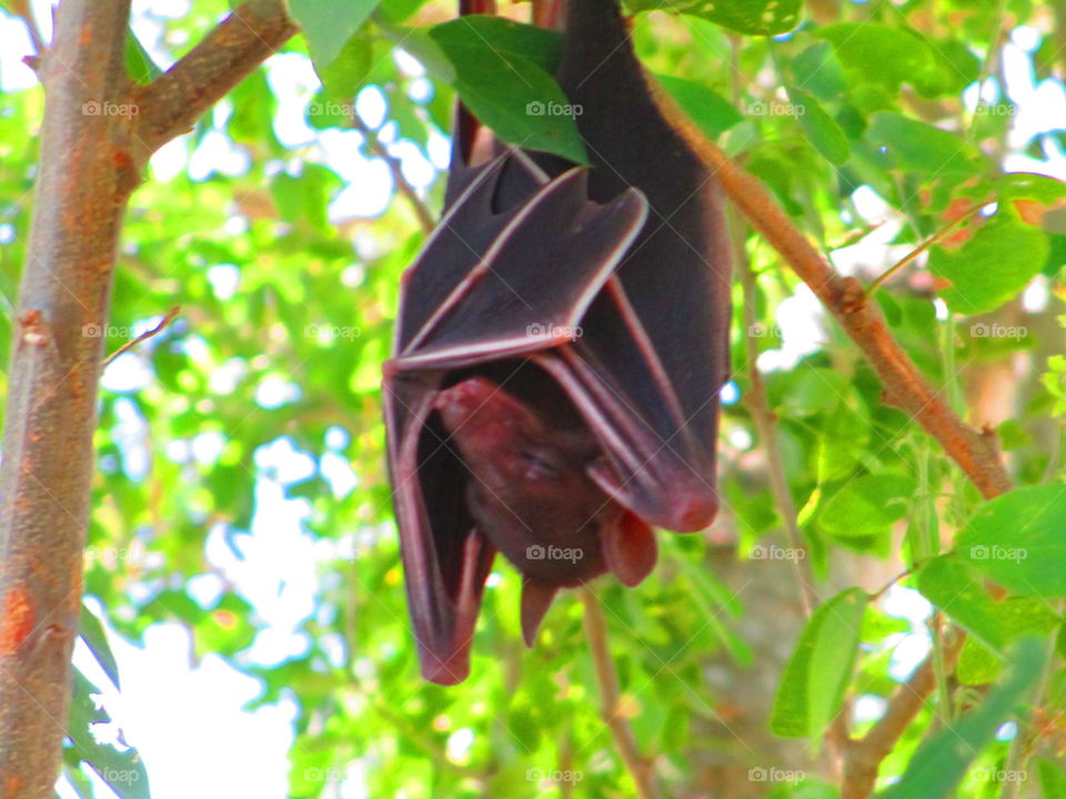 bat