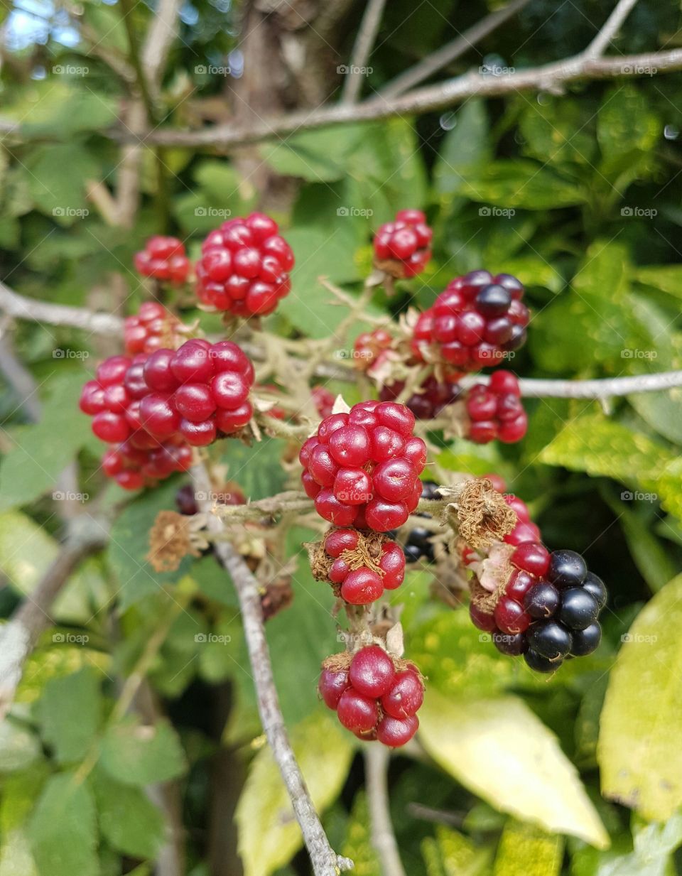 Blackberries. London, UK...