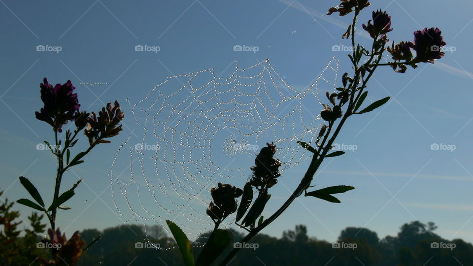 Sonne hinterm Spinnennetz