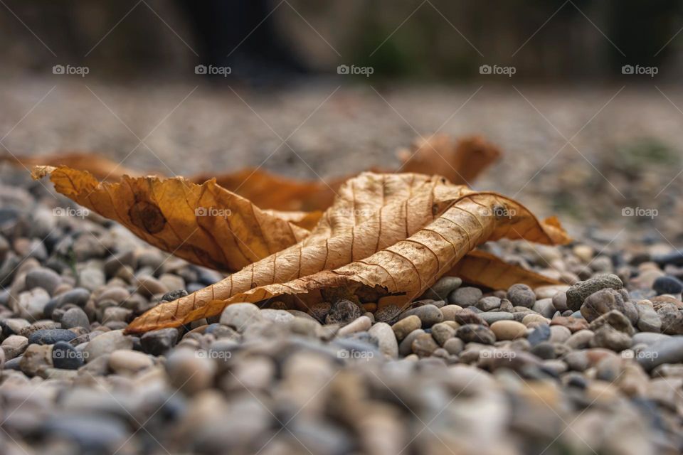 Fallen dried leaves