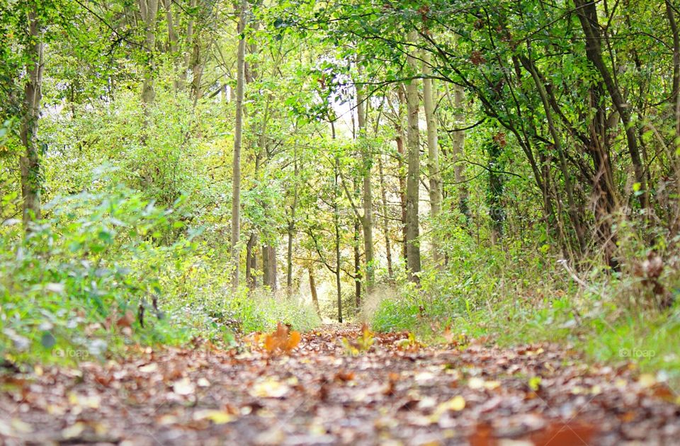 Autumn walk through the forest.