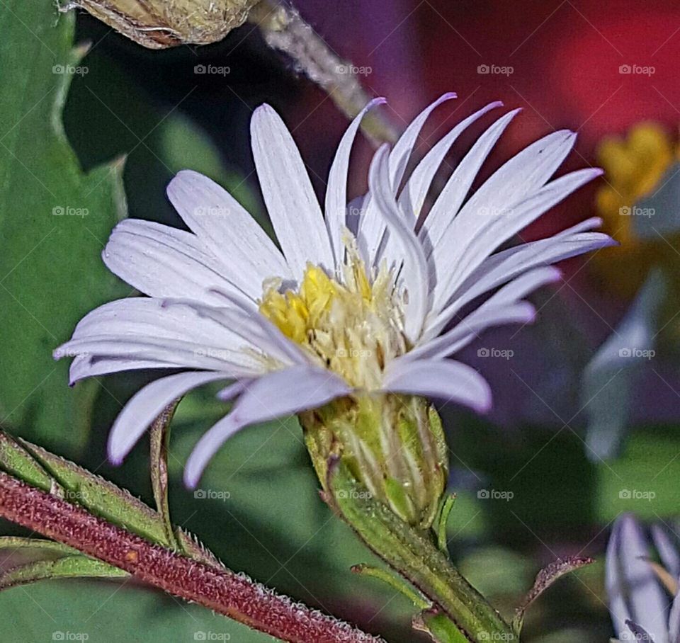 Nature, Flower, No Person, Flora, Summer