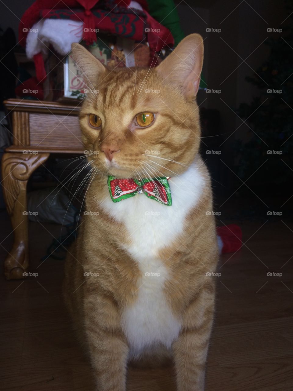 Christmas Ginger Kitty 🐱 
