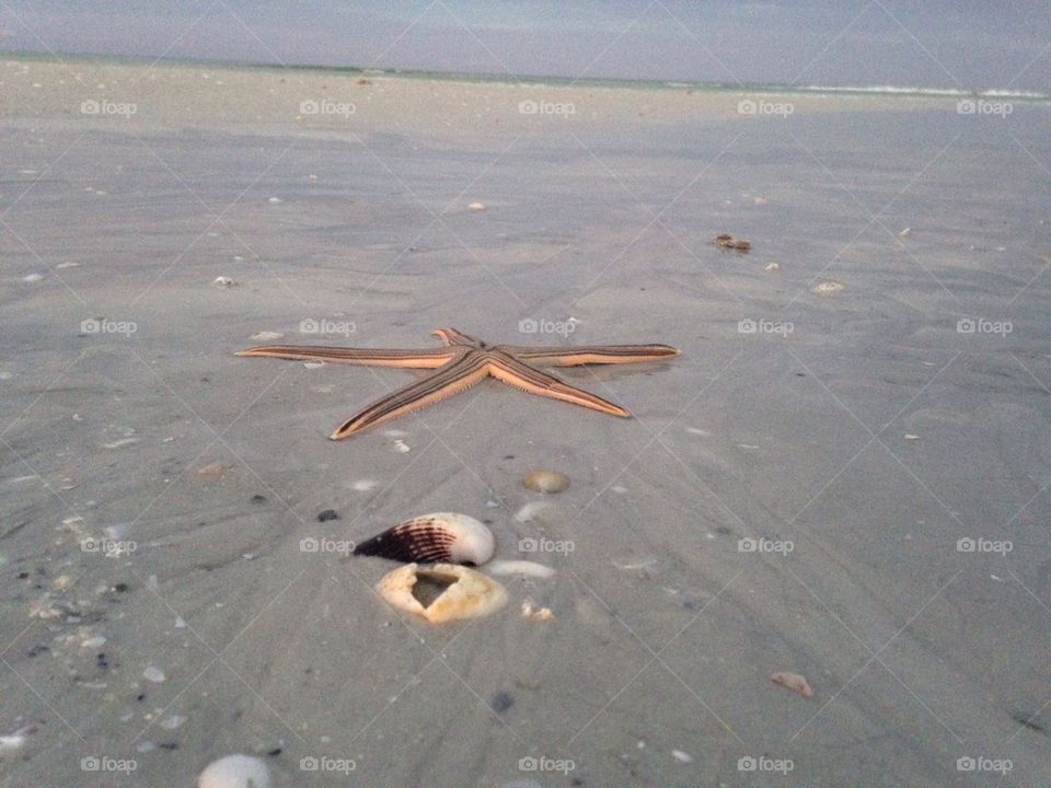 Starfish 