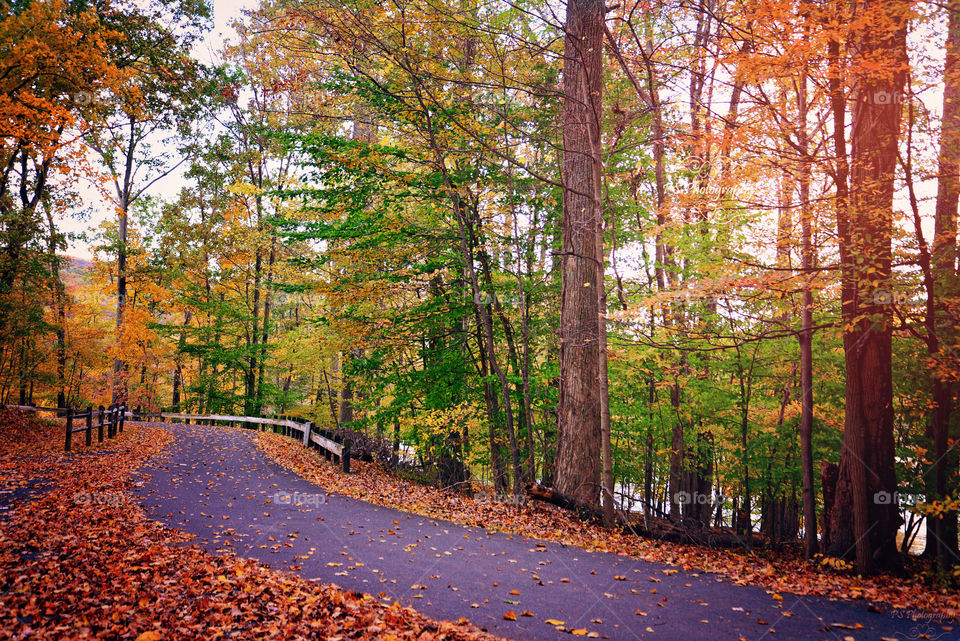 Autumn road. colorful leaves fall on country road