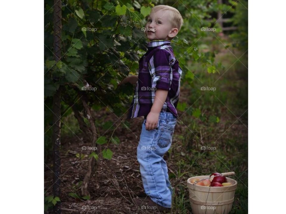 Apples in a basket 