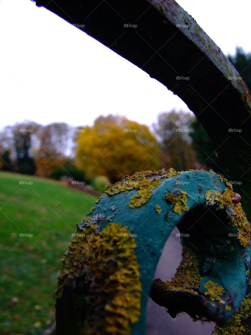 Macro shot of old gate with Autumn trees in the distance