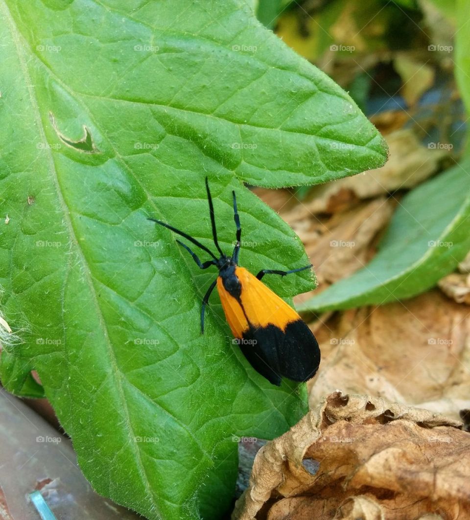 yellow and black bug