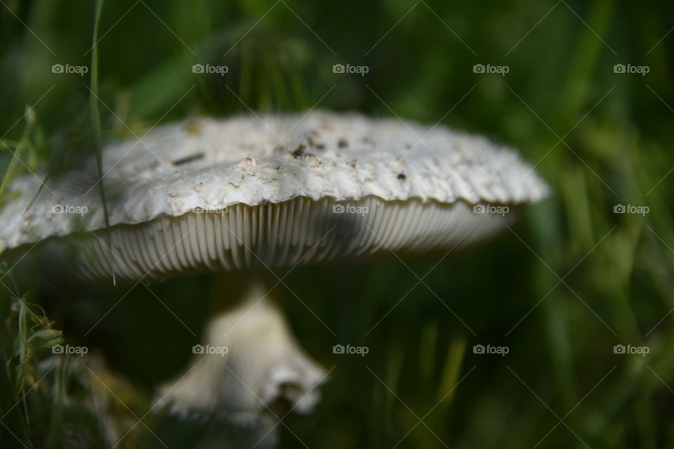 Hongo
Fungus