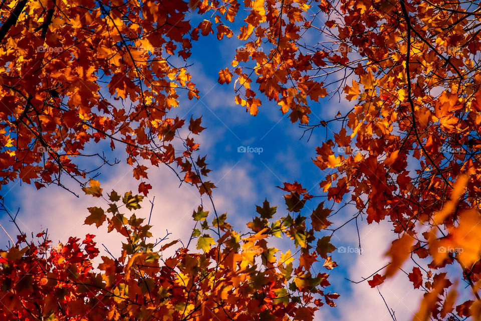 Blue sky and orange leaves