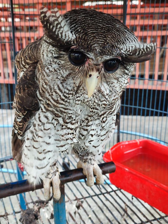 Eagle-Owl