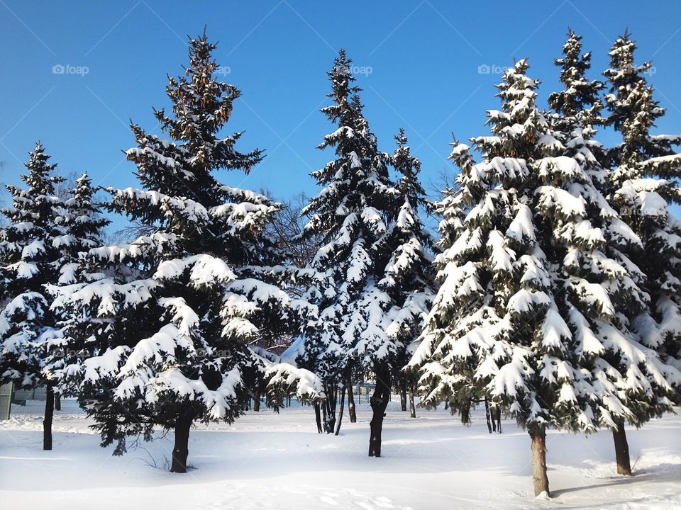 Triangle fir trees 