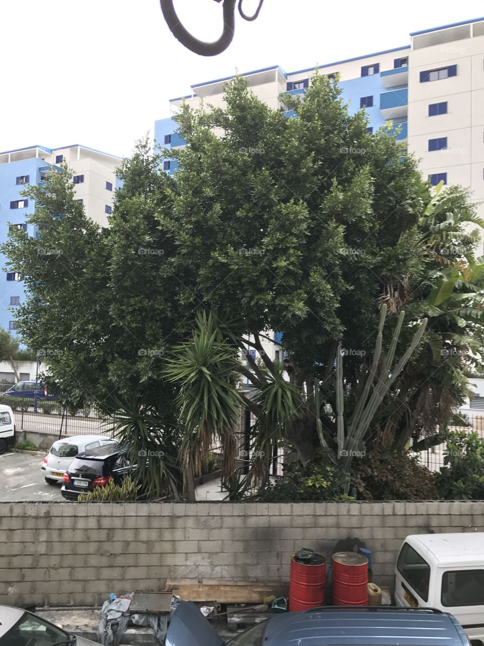 Trees- nature- green - leaves