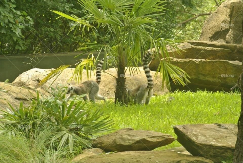 Lemur Stripes