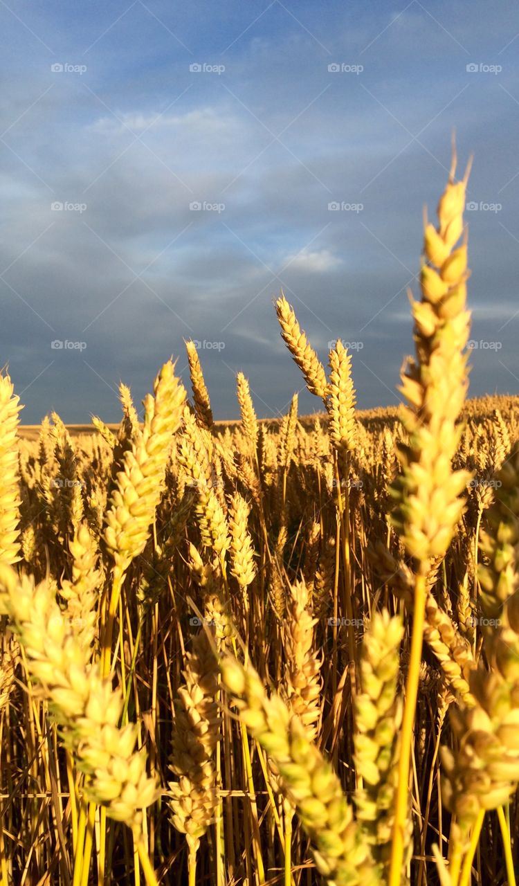 wheat