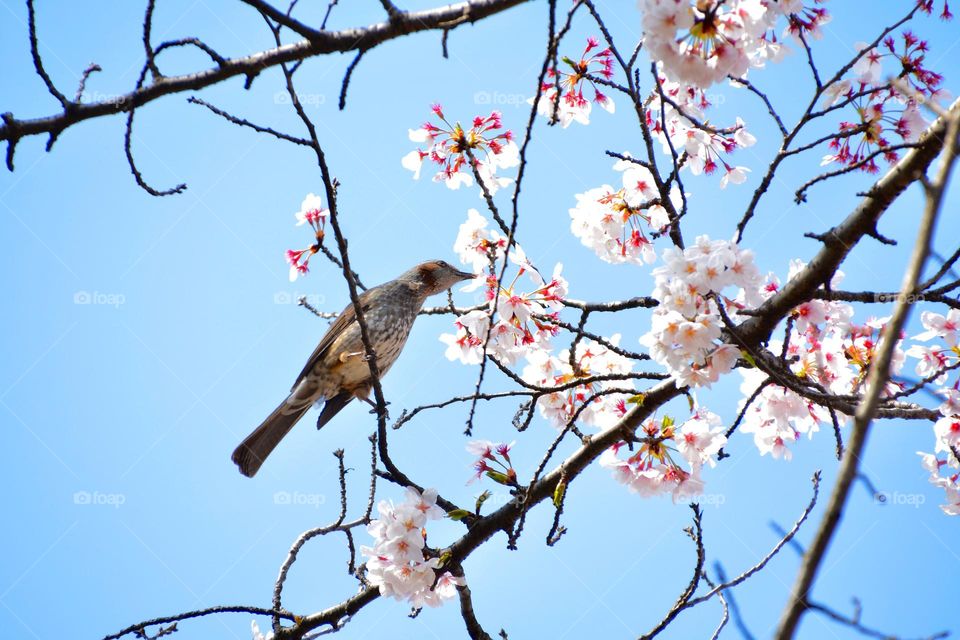 Cherry blossom and Bulbul bird