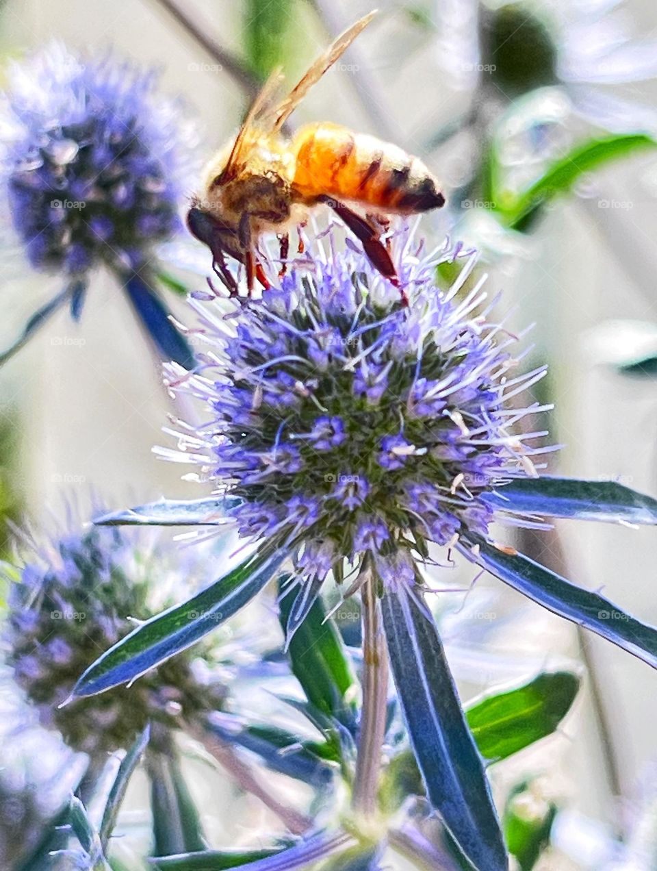 European honey bee gathering nectar from a blue eryngo flower.