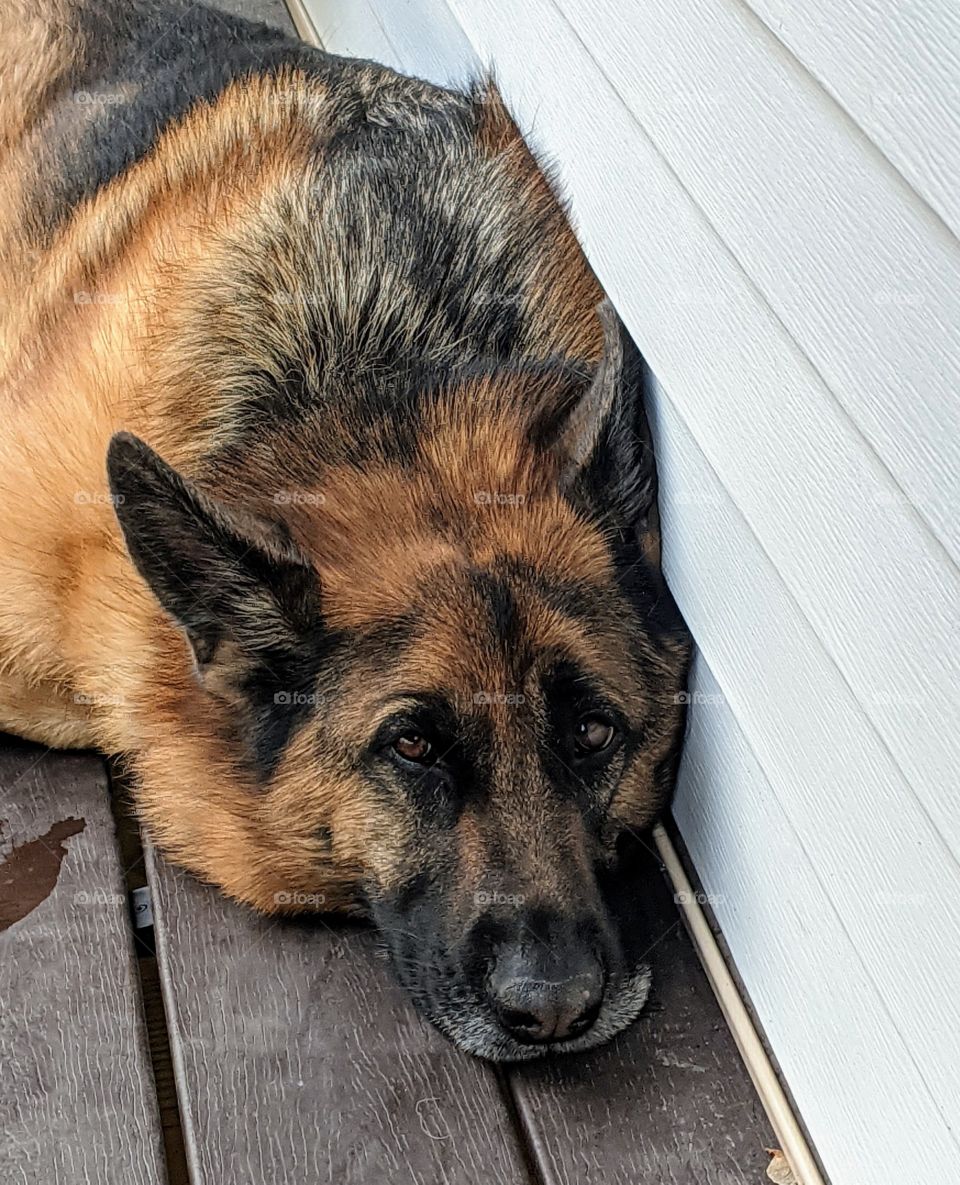 Sleepy German Shepherd Dog