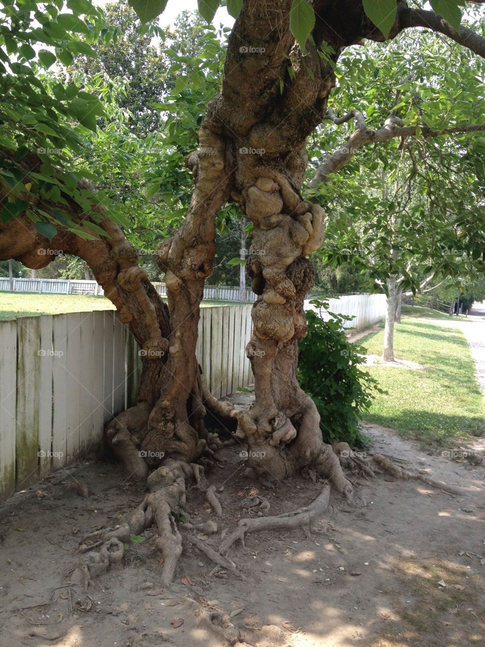 Gnarly tree. Gnarled tree in Colonial Williamsburg.