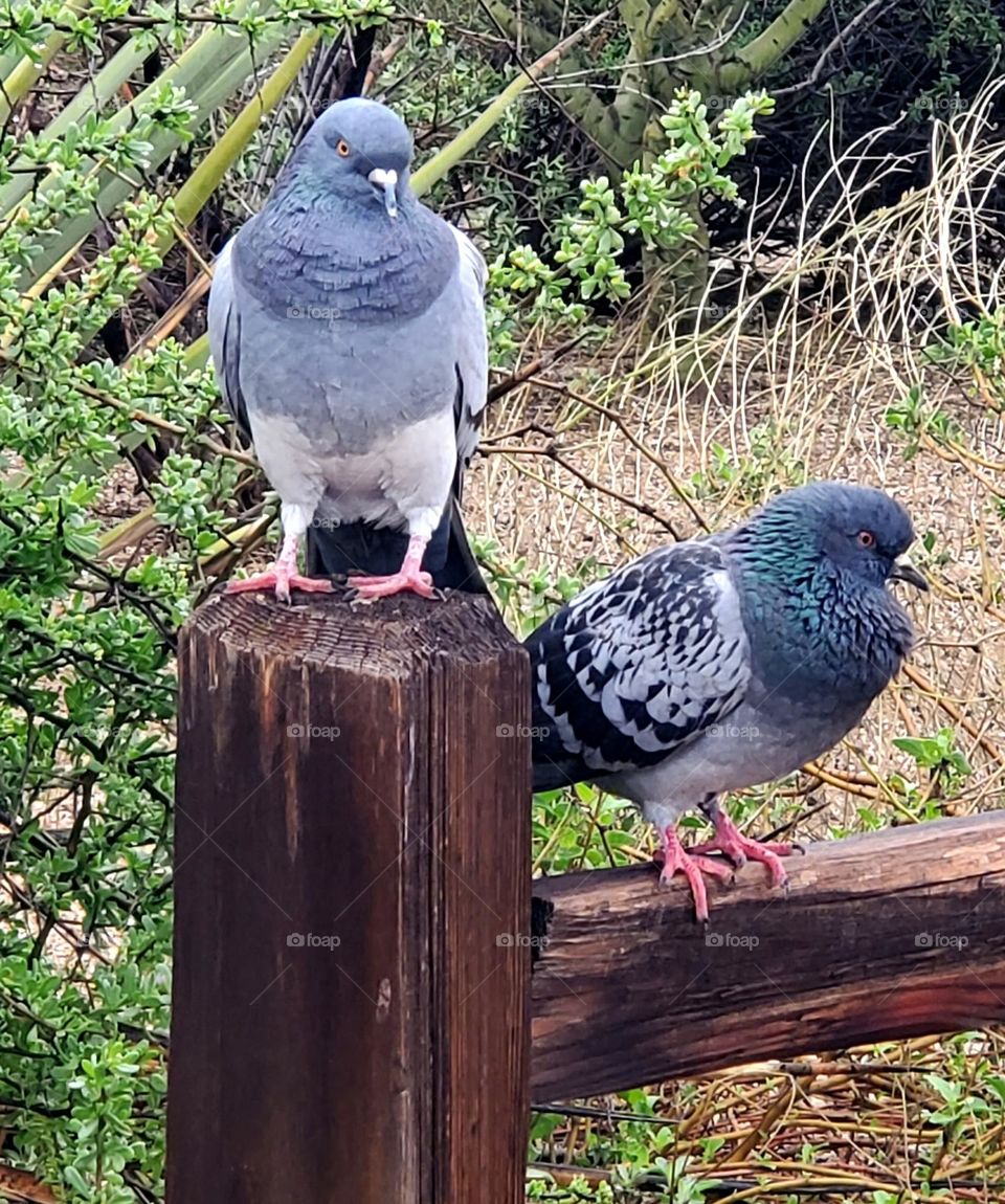 Two Pigeons on a Fence