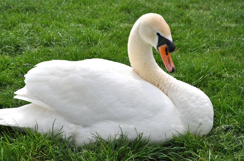 White swan on grass