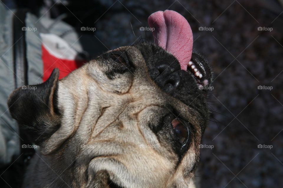 View from above of dog’s pink tongue 