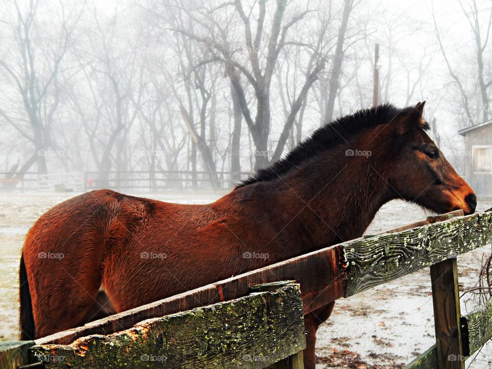 A dark horse in fog 
