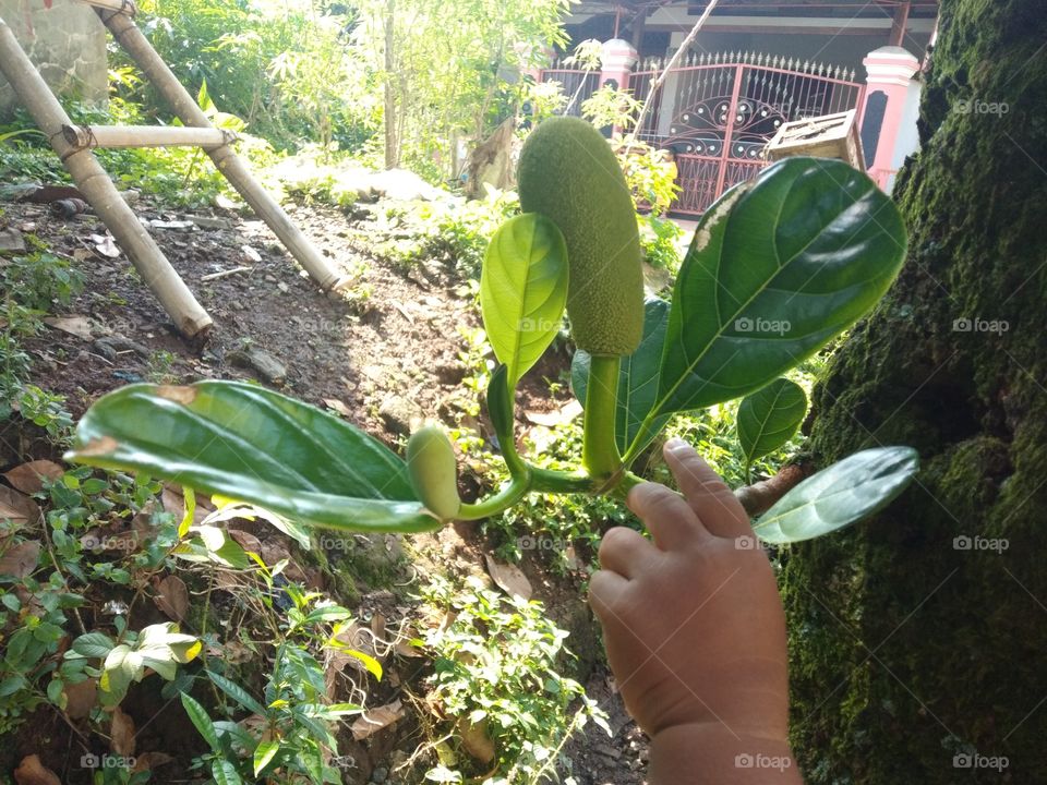 ovary of the jackfruit