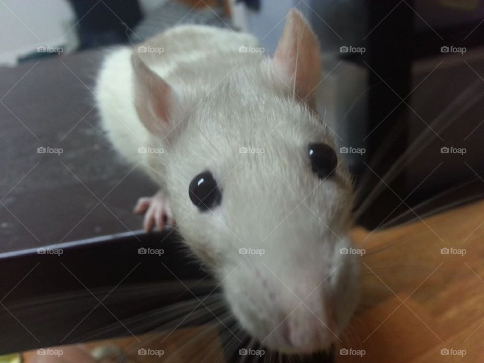 HI there. Friendly pet rat saying hello