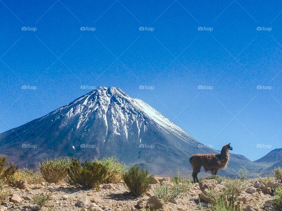 Lama in front of the Licabur volcano