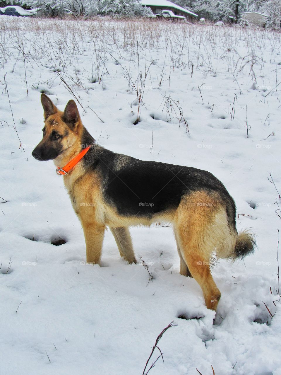 German shepherd dog in snow