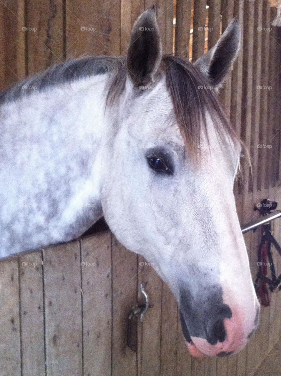 Gray horse in barn stall