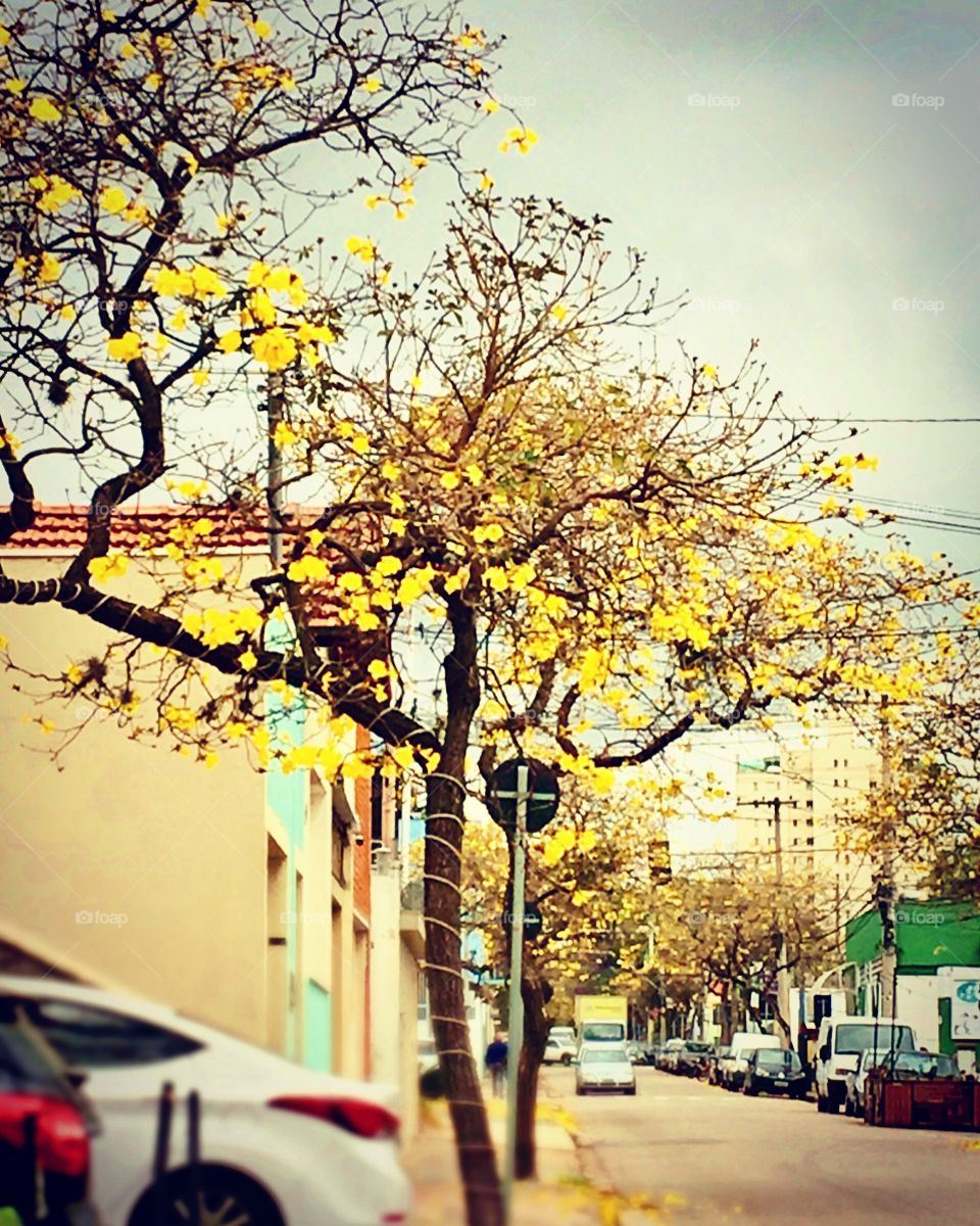 Cotidiano da cidade: um clique nos #ipês amarelos de #Jundiaí!
📸
#natureza #fotografia #mobgrafia #amarelo #ipê #hobby