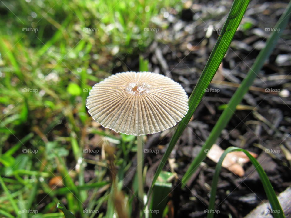 Mushroom 