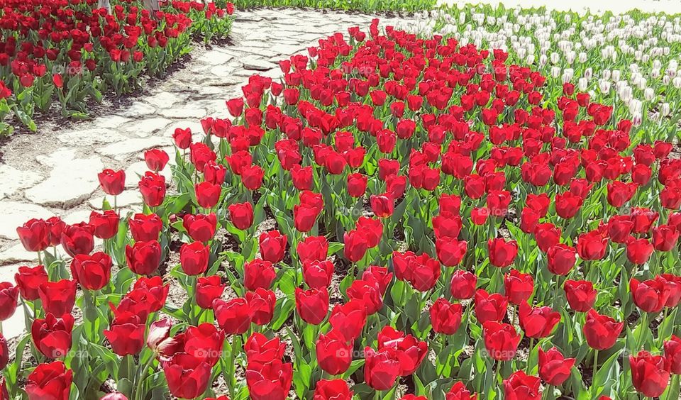 red tulips