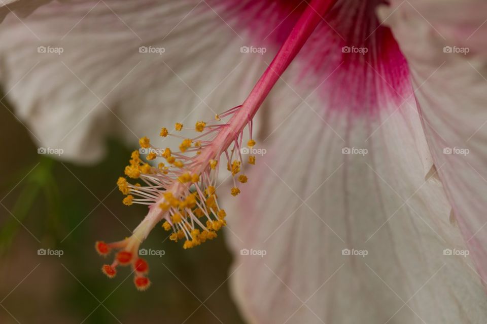 Macro Hibiscus Flower