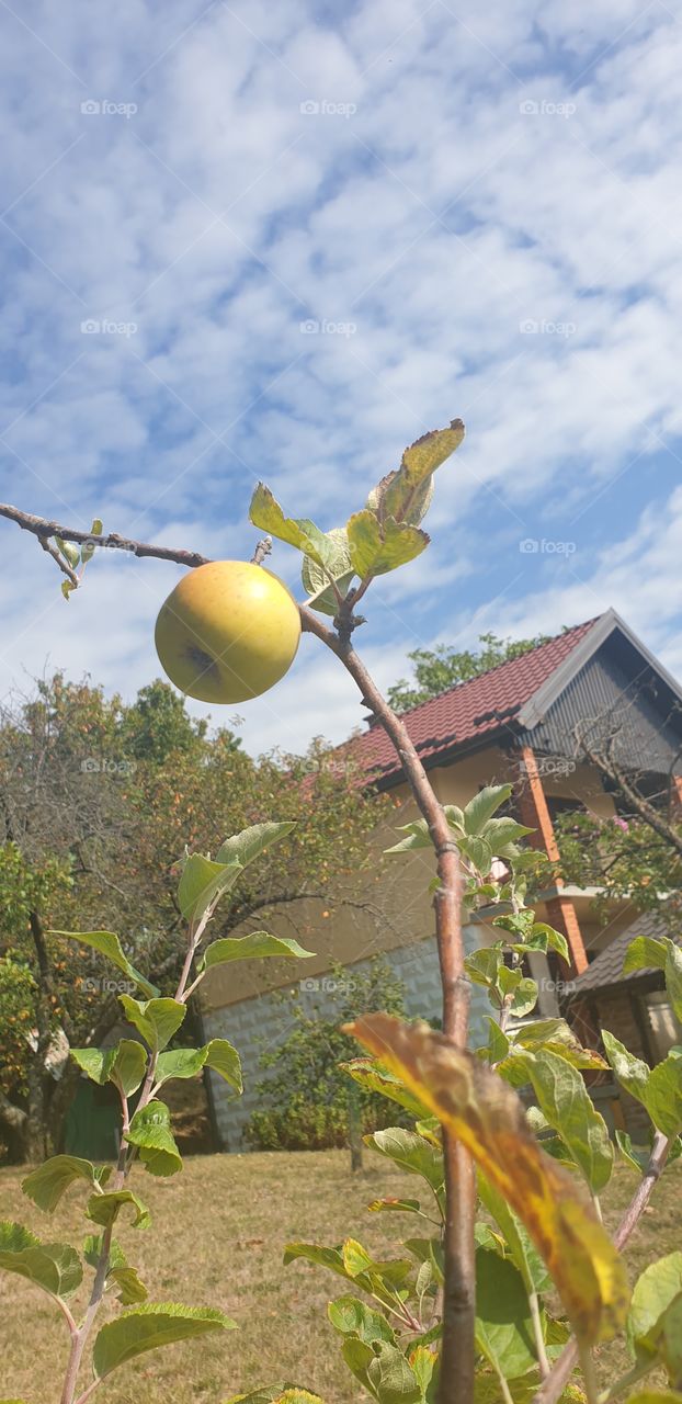 apple on the tree
