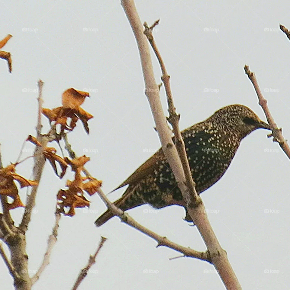 Birds