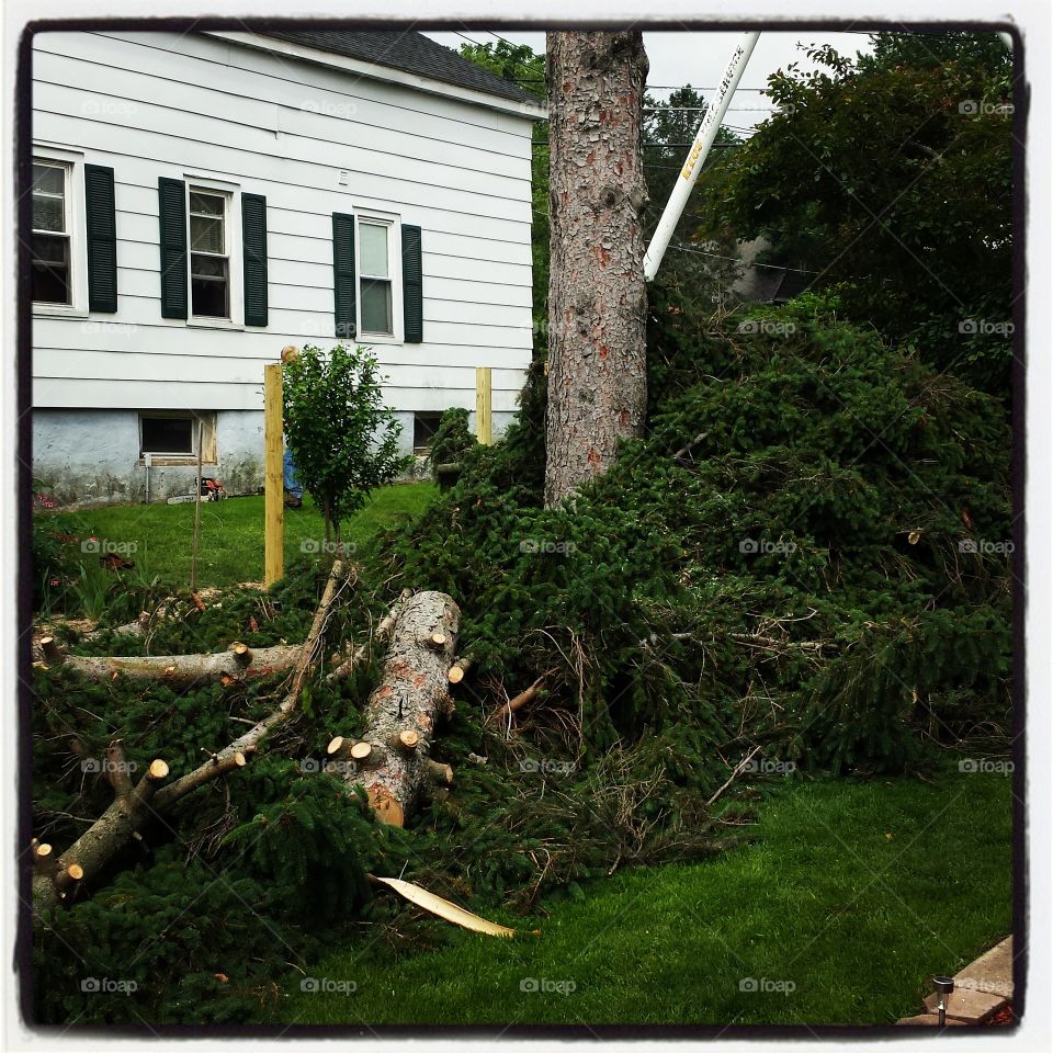 tree removal. our pine tree being removed