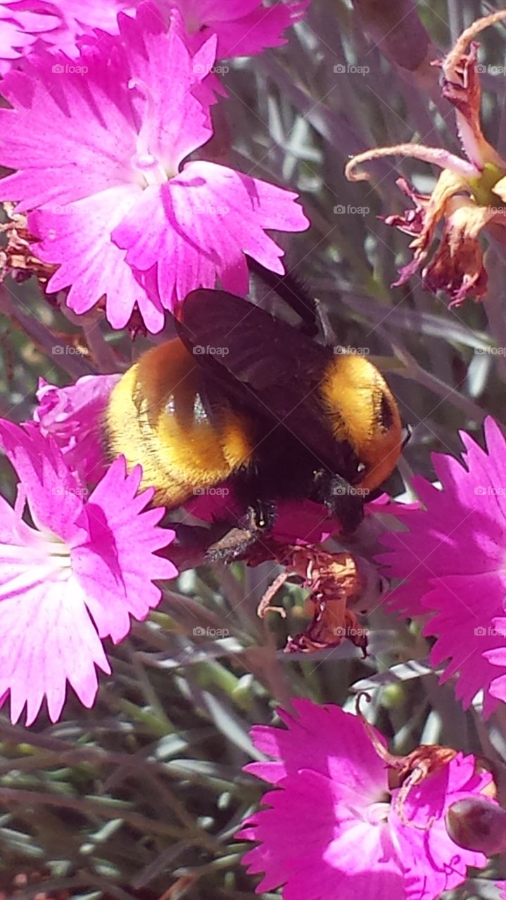 bumble bees back again