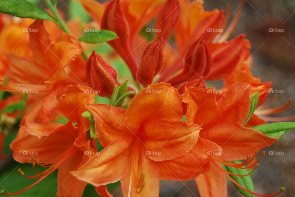 Azaleas in full bloom. Orange Azaleas