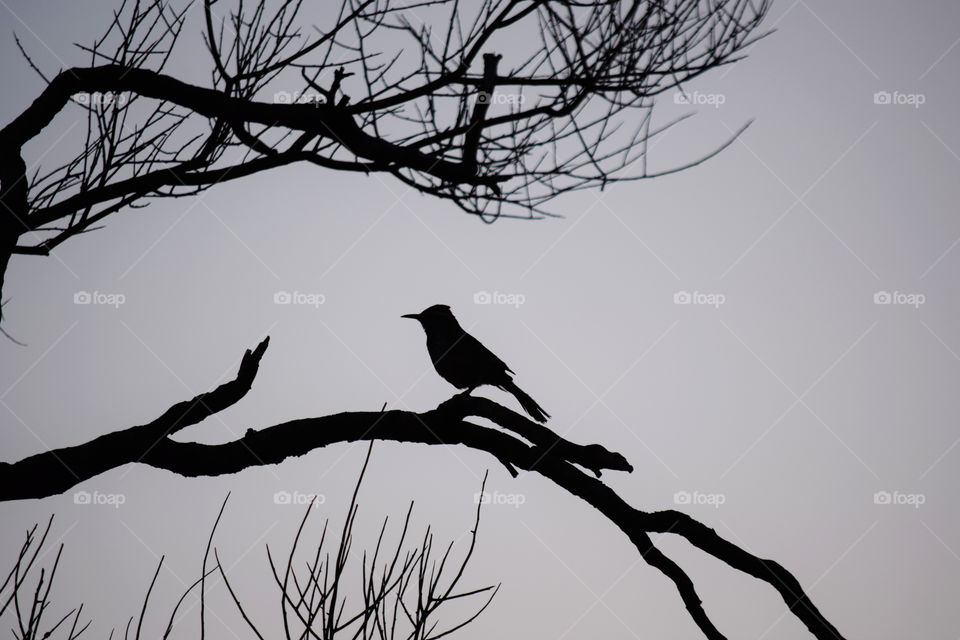 Silhouette of a bird perched on a tree.